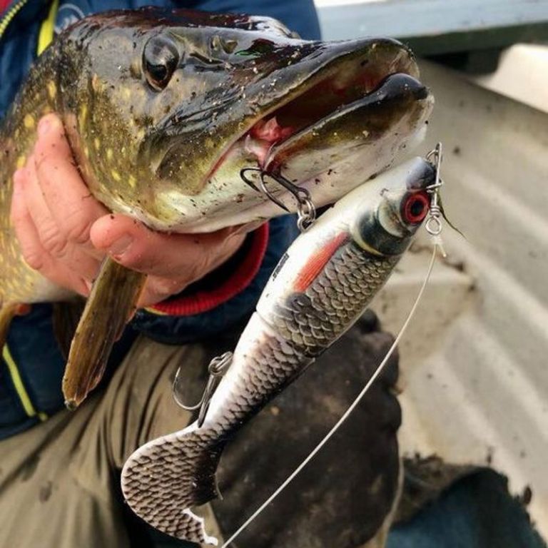 cabo killer fishing lures Jansen Tackle Buck-shot Size:10' 5wt 13 Fishing Fate Black The Curl Tail has